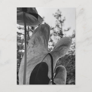 Anthurium Leaves Postcard