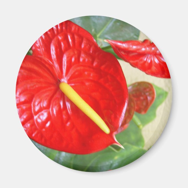Anthurium Magnet (Front)