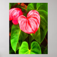 Anthurium Plant