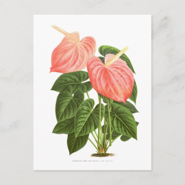 Anthurium Postcard (Front)