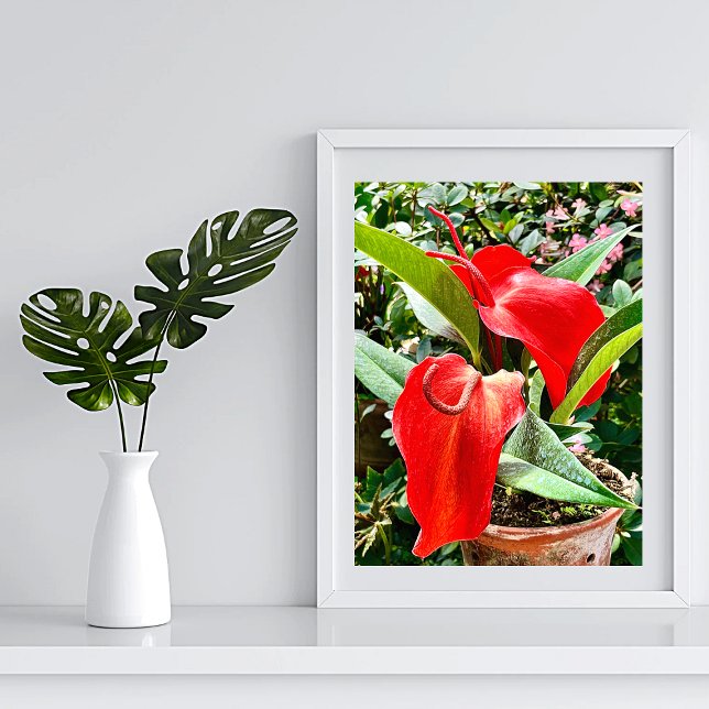 Anthurium Red Flower Mexico Poster (Creator Uploaded)