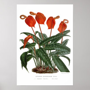Anthurium scherzerianum poster