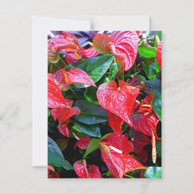 Anthuriums (Front)