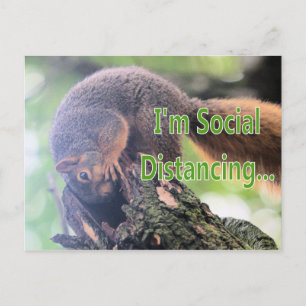 Anti social squirrel postcard