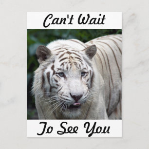 Anticipation Postcard