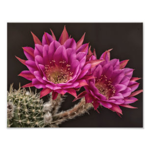 Antimatter blooms photo print