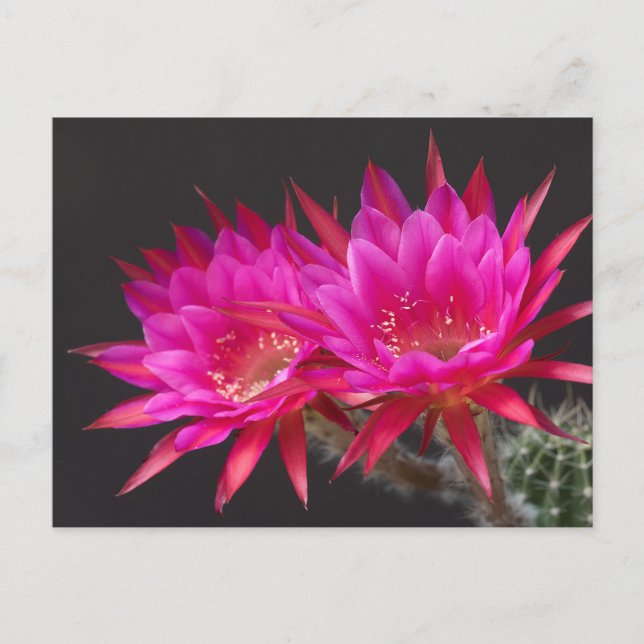 Antimatter  Cactus Flower times two Postcard (Front)
