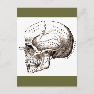 Antique Anatomy Anatomical Skull Postcard