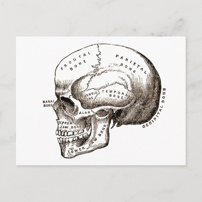 Antique Anatomy Anatomical Skull Postcard (Front)