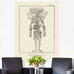 Antique Anatomy Engraving Arteries Poster