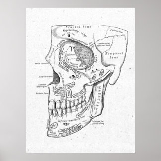 Antique Anatomy Skull & Face Bones Vintage Poster