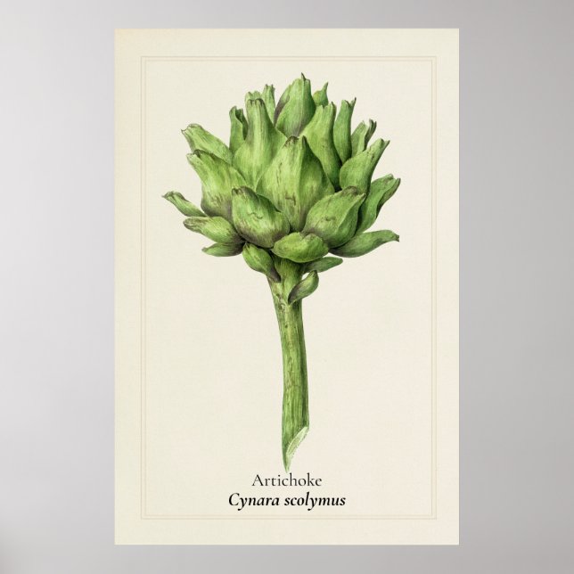 Antique Artichoke Botanical Illustration | Kitchen Poster (Front)