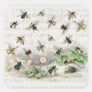 Antique Bee Honey Worker Queen Bees Vintage Square Sticker
