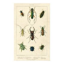 Antique Beetle Chart on Old Stained Paper
