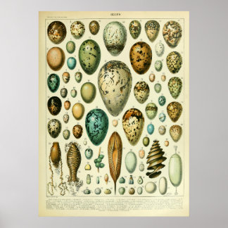 Antique Bird Eggs Wall art home decor