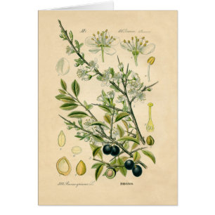 Antique Blackthorn Botanical Print Flower Berry