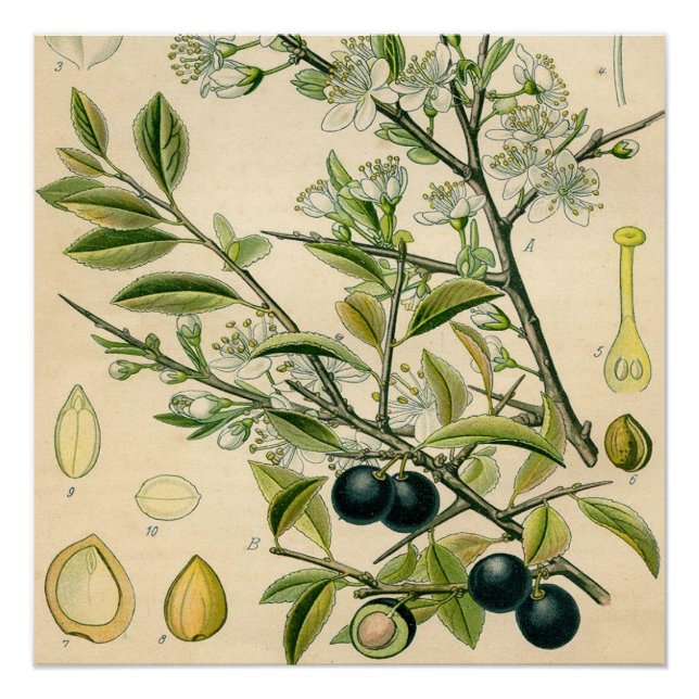 Antique Blackthorn Botanical Print Flower Berry (Front)