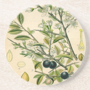 Antique Blackthorn Botanical Print Flower Berry Coaster