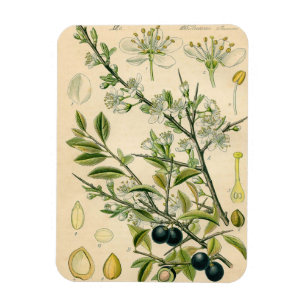 Antique Blackthorn Botanical Print Flower Berry Magnet