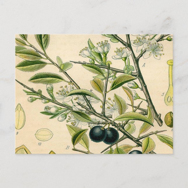 Antique Blackthorn Botanical Print Flower Berry Postcard (Front)