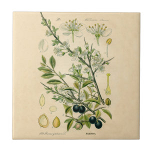 Antique Blackthorn Botanical Print Flower Berry Tile