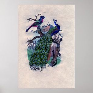 Antique Blue Peacock French Poster Print