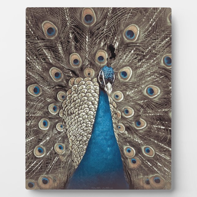 Antique Blue Peacock Plaque (Front)