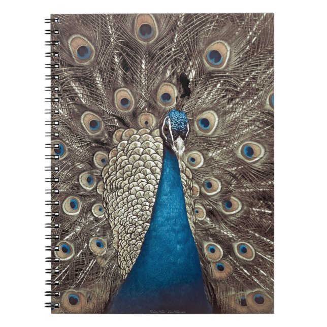 Antique Blue Peacock Spiral Notebook (Front)