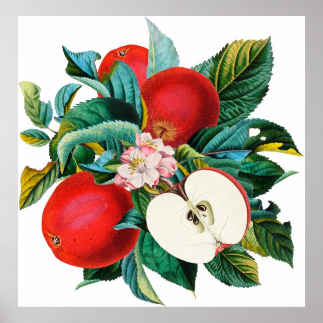 Antique botanical apple fruit arrangement, apple t poster (Front)