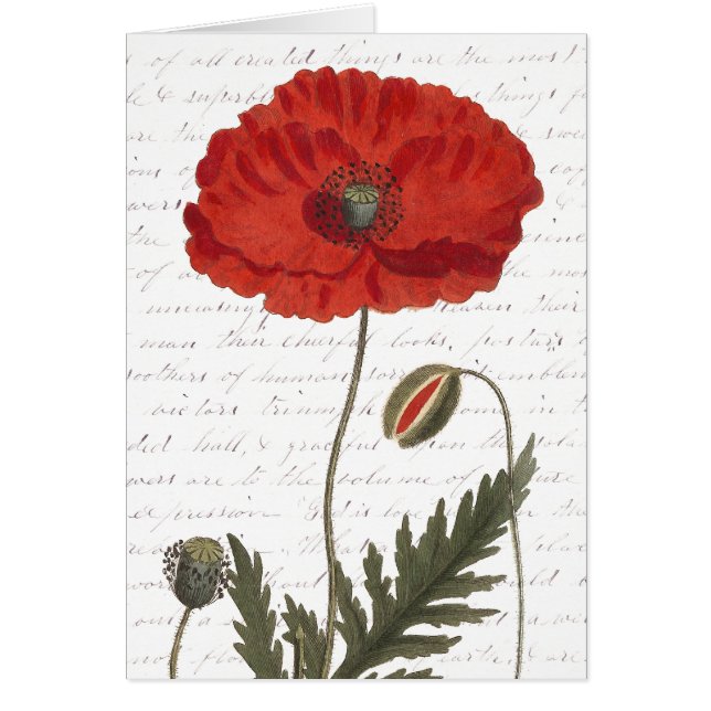 Antique Botanical Illustration Bright Red Poppy (Front)
