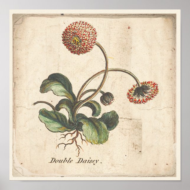 Antique Botanical Print Poster Double Daisy (Front)