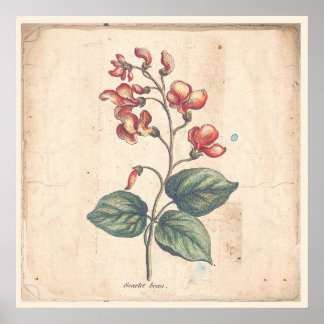 Antique Botanical Print Poster Scarlet Runner Bean