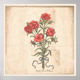 Antique Botanical Print Poster Sweet Williams
