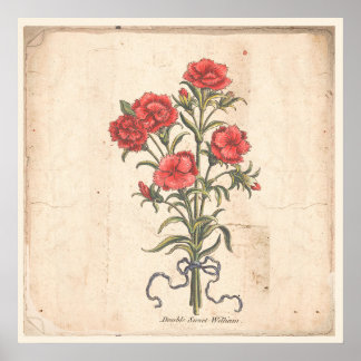 Antique Botanical Print Poster Sweet Williams