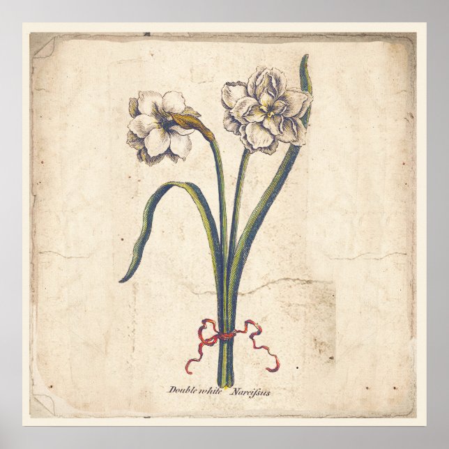 Antique Botanical Print Poster White Narcissus (Front)