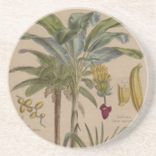 Antique Botanical Print - Tropical Fruit Coaster