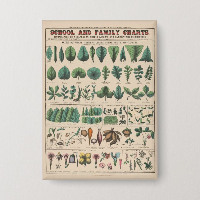 Antique Botanical School Chart Vintage Nature (Front)