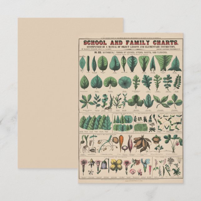 Antique Botanical School Chart Vintage Nature (Front/Back)