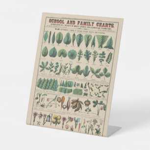 Antique Botanical School Chart Vintage Nature Pedestal Sign