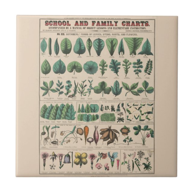 Antique Botanical School Chart Vintage Nature Tile (Front)