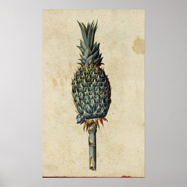 Antique Botany Poster - Pineapple (Front)