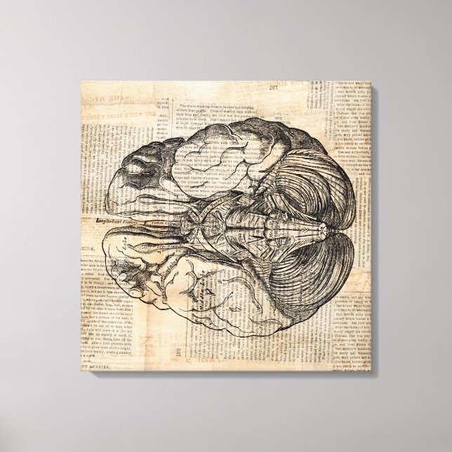 Antique Brain Diagram Old Fashioned Art Canvas Print (Front)