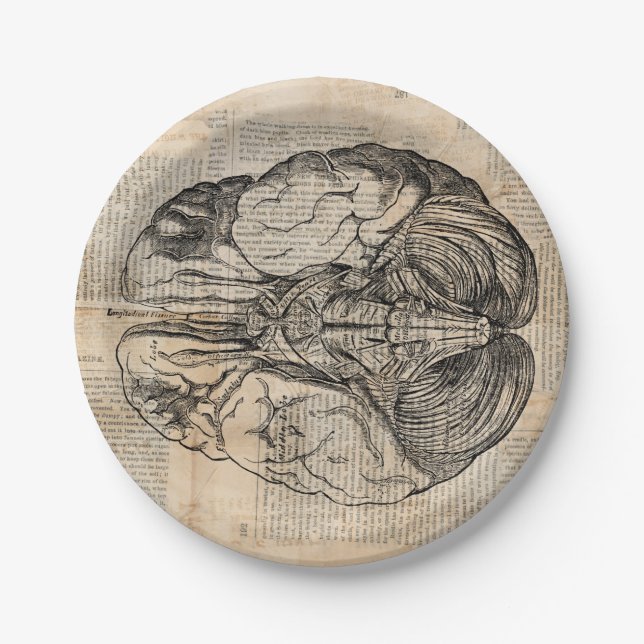 Antique Brain Diagram Old Fashioned Art Paper Plate (Front)