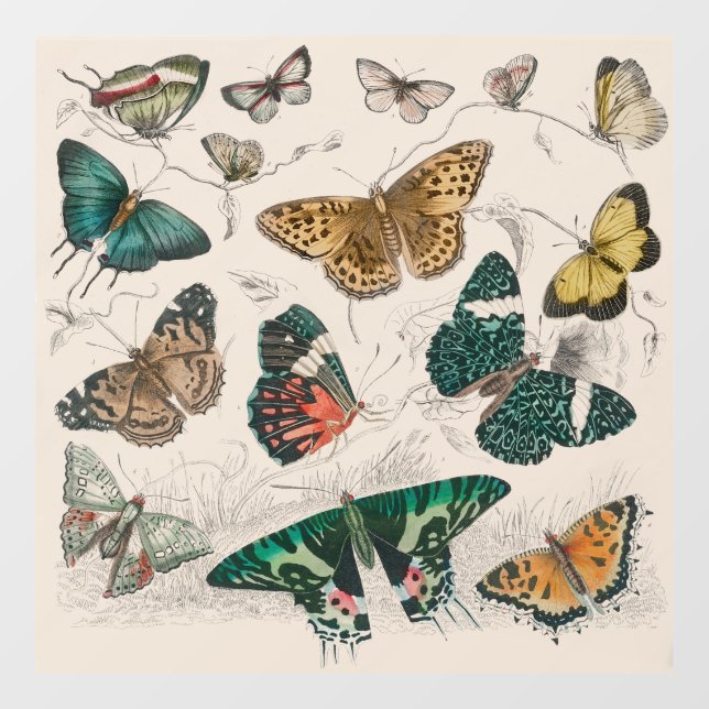 Antique Butterfly Illustration: 1820 Goldsmith (Sheet)