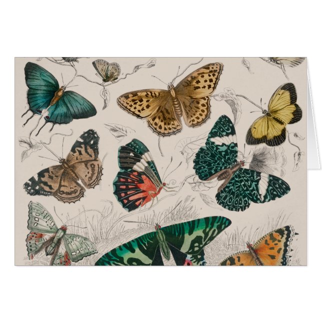 Antique Butterfly Illustration: 1820 Goldsmith (Front Horizontal)