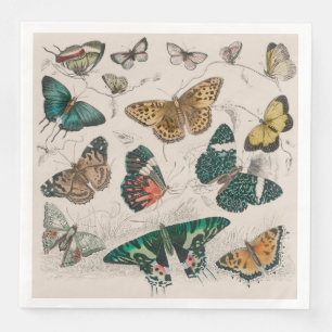 Antique Butterfly Illustration: 1820 Goldsmith Napkin
