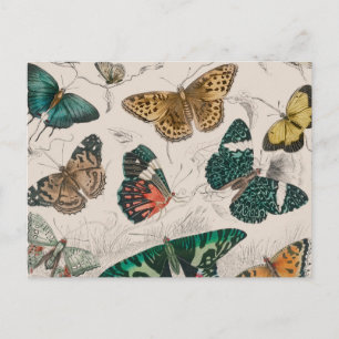 Antique Butterfly Illustration: 1820 Goldsmith Postcard