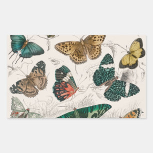 Antique Butterfly Illustration: 1820 Goldsmith Rectangular Sticker