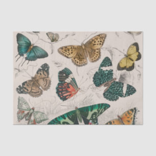 Antique Butterfly Illustration: 1820 Goldsmith Tissue Paper