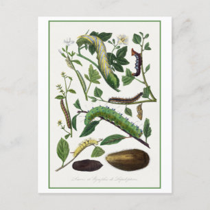 Antique Caterpillar Illustration Postcard